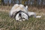 ALASKAN MALAMUTE 780